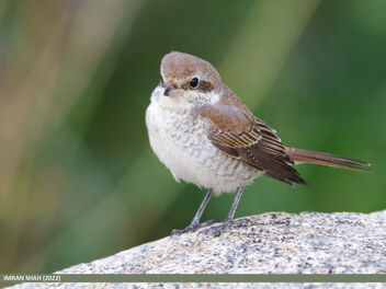 Rufous-tailed Shrike (Lanius isabellinus) - image #504281 gratis